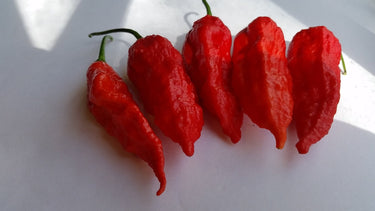 Bhut Jolokia Ghost - Seeds - The Pepper Pantry (Formerly Marie Sharp's)